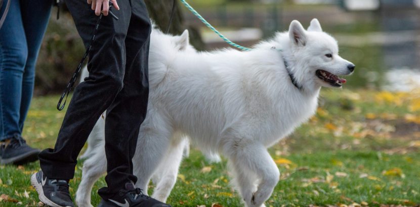 mooihondje (2)